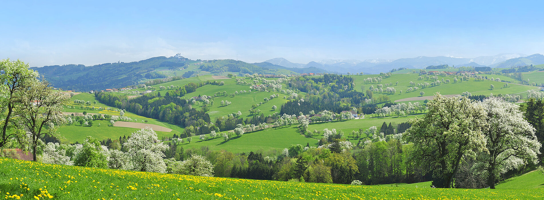 Bild Wiesen Richtung Sonntagberg